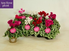 Cyclamen Super Serie Picasso 10Ø 25cm