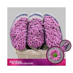 Chrysanth Santini Pulse Pink 55cm 40gr.