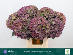 Hydrangea Royal Opera Classic 80cm 20-22cm Hd
