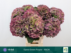 Hydrangea Royal Opera Classic 65cm 19-21cm Hd