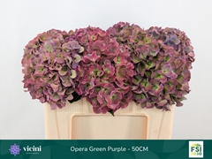 Hydrangea Royal Opera Classic 50cm 16-18cm Hd