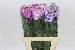 Matthiola Mix 70cm