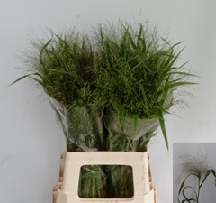 Panicum Fontaine 80cm