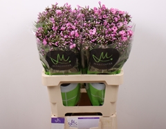 Phlox Pink Eyes 60cm