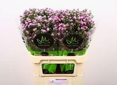 Aster Teeny Tiny Pink 80cm 30gr.