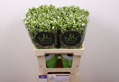 Phlox Icecap 60cm