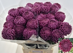 Chrysanth Single Bigoudi Purple 75cm 100gr.