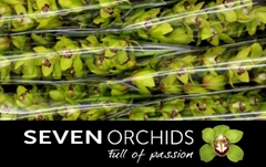 Cymbidium Green Art 80cm