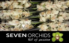Cymbidium Tony 80cm