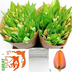 Tulip Single Ad Rem 40cm 55gr.