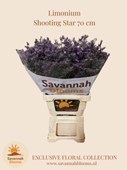 Limonium Shooting Star 70cm 35gr.