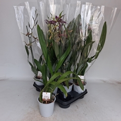 Brassia Summer Dream 12Ø 60cm 1st