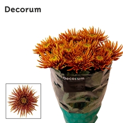 Chrysanth Single Saffina Dark 70cm 90gr.