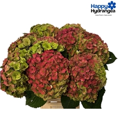 Hydrangea Royal Kiss Classic 65cm 18-20cm Hd