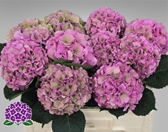 Hydrangea Royal Palace Classic 50cm 11-13cm Hd