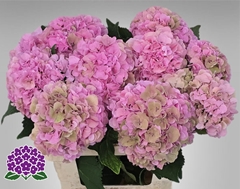 Hydrangea Royal Symphony 60cm 14-16cm Hd