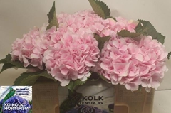 Hydrangea Verena 50cm 14-16cm Hd