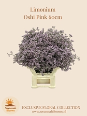Limonium Safora Oshi Pink 60cm 30gr.