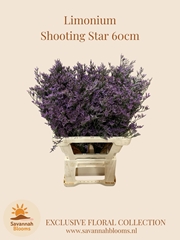 Limonium Shooting Star 60cm 25gr.