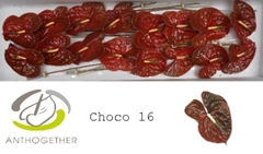 Anthurium Choco 11cm Hd
