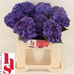 Hydrangea Rodeo Purple 40cm 13-15cm Hd