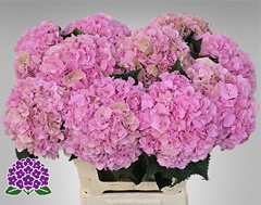 Hydrangea Royal Symphony 60cm 17-19cm Hd