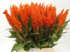 Celosia Apricot Brandy 45cm