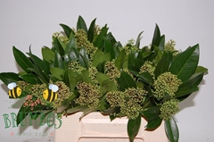 Skimmia Kew Green Per Bunch 35cm