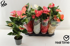 Anthurium Mix 4 Colours 14Ø 50cm