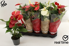 Anthurium Mix 4 Colours 12Ø 43cm