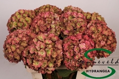 Hydrangea Royal Anastasia Classic 80cm 20-22cm Hd