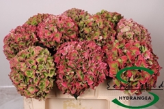 Hydrangea Rodeo Red Classic 50cm 17-19cm Hd