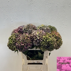 Hydrangea Rodeo Red Classic 60cm 13-15cm Hd