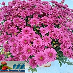 Chrysanth Spray Beppie Super Purper 75cm 80gr.