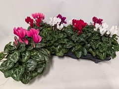 Cyclamen Persicum Macaron 10Ø 22cm