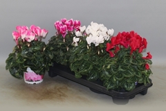 Cyclamen Super Serie Xl 13Ø 30cm