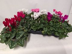 Cyclamen Persicum Macaron 10Ø 23cm