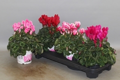 Cyclamen Super Serie Xl 13Ø 30cm