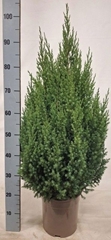 Juniperus Stricta 24Ø 100cm