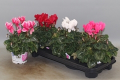 Cyclamen Super Serie Xl 13Ø 30cm