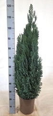 Chamaecyparis Ellwoodii 24Ø 125cm