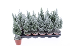Chamaecyparis Ellwoodii 9Ø 33cm