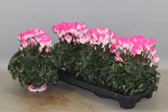 Cyclamen Persicum Super Serie Fusion 13Ø 30cm