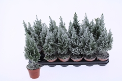 Chamaecyparis Ellwoodii 9Ø 36cm