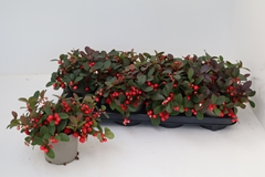 Gaultheria Ciao Bella Red 12Ø 25cm