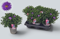 Aster Alpha Dark Purple Launch 12Ø 31cm