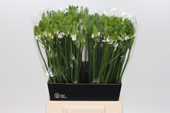 Ornithogalum Thyrsoides 50cm