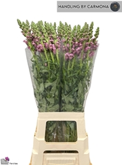 Antirrhinum Potomac Crimson 80cm