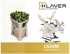 Lily Oriental Monteneu 85cm 4+