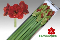 Hippeastrum Ferrari 80cm